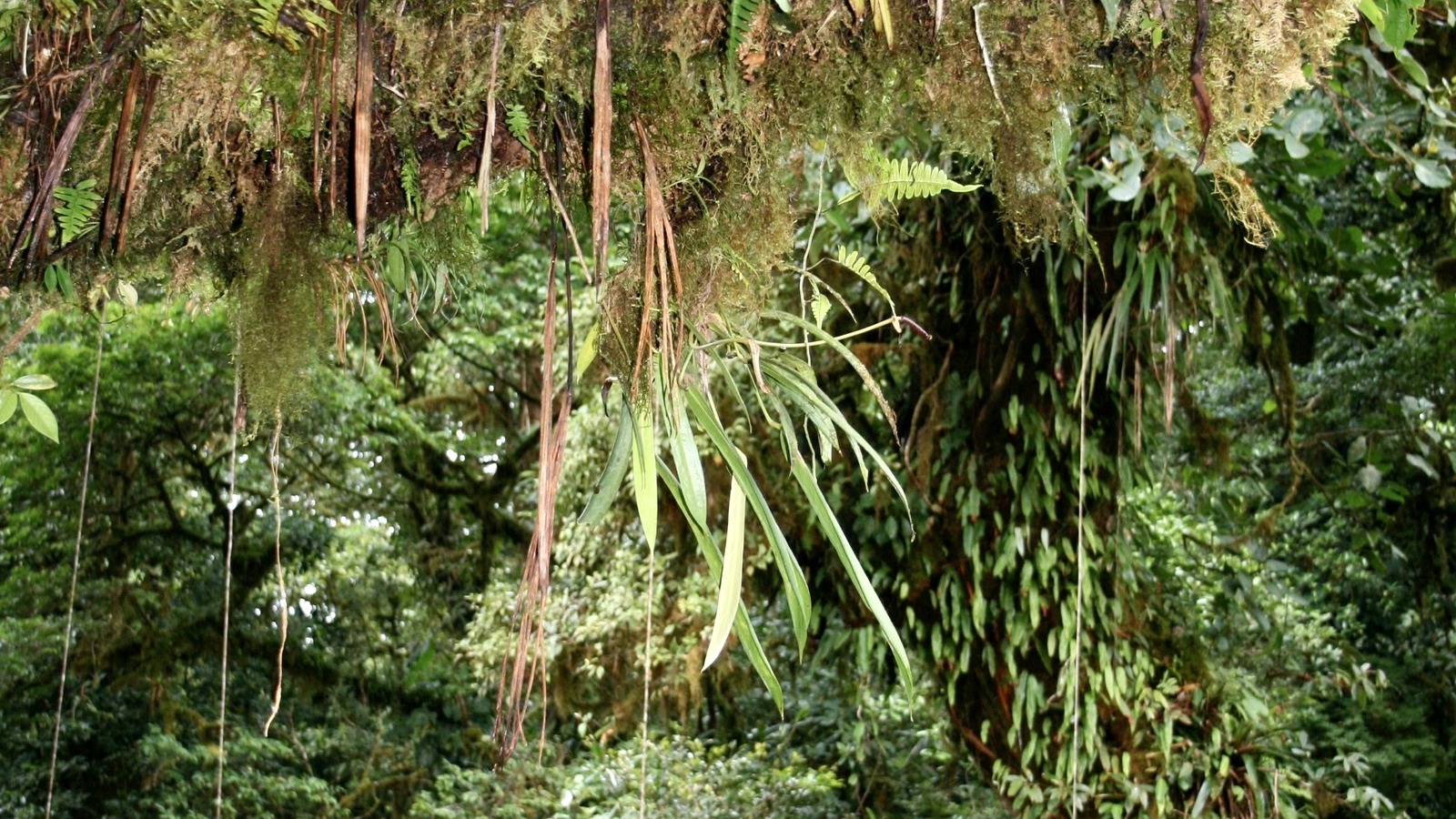 Monteverde Cloud Forest, Costa Rica